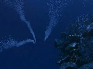 gone-in-a-splash-h2o-mermaids-1729923-320-240.jpg